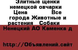 Элитные щенки немецкой овчарки › Цена ­ 30 000 - Все города Животные и растения » Собаки   . Ненецкий АО,Каменка д.